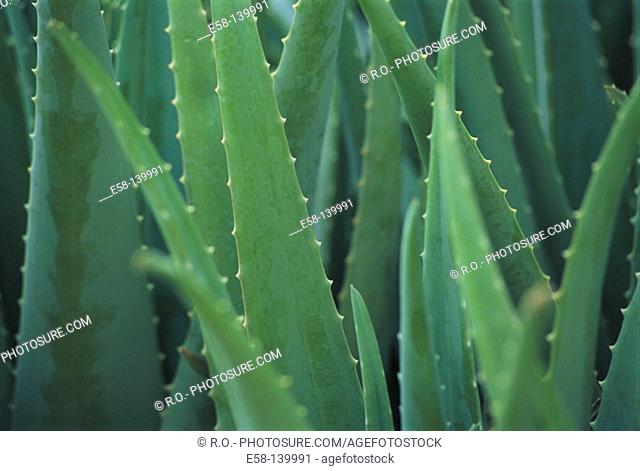 Aloe (Aloe vera)