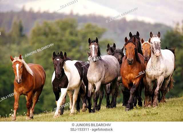 Noriker horses - herd walking on meadow