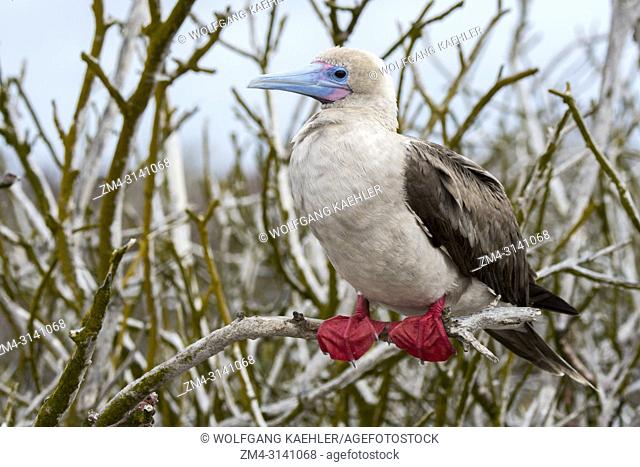 A Red-footed booby (Sula sula) is perched in a tree on Genovesa Island (Tower Island) in the Galapagos Islands, Ecuador