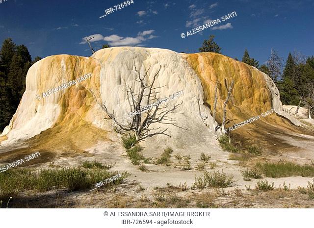 Upper Terraces, Mammoth Hot Springs, Yellowstone National Park, Wyoming, USA