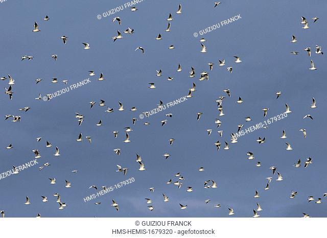 France, Haute Marne (52), the artificial lake Der-Chantecoq or Marne reservoir lake (often called Lac du Der), flying seagulls