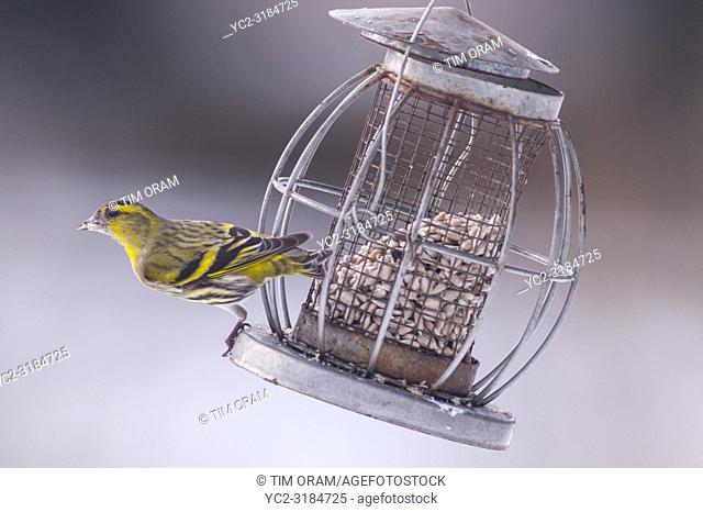 A Eurasian Siskin (Carduelis spinus) adult male feeding in freezing conditions in a Norfolk garden