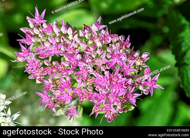 Hylotelephium spectabile known as Sedum spectabile, showy stonecrop, ice plant and butterfly stonecrop