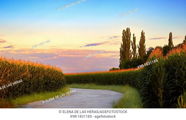 Road through maize fields, Horbourg-Wihr, Alsace, Haut-Rhin, France