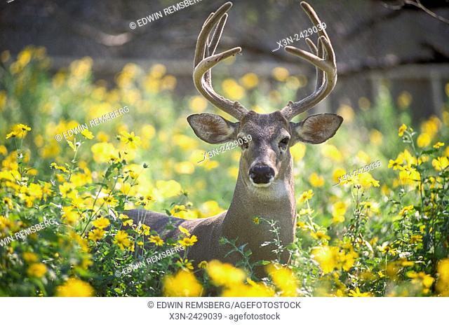 Texas, USA - White Tailed Deer at Texas A&M Uvalde research station