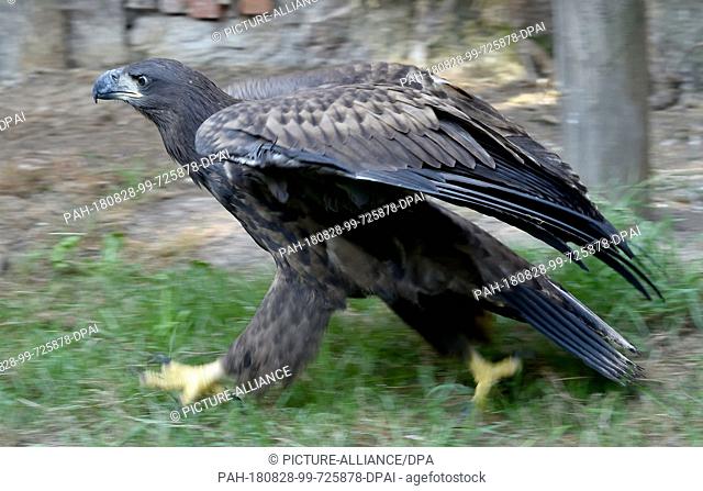 22 August 2018, Germany, Gerdshagen: A female eagle walks through an aviary in the Struck animal sanctuary. After the injuries of the animal