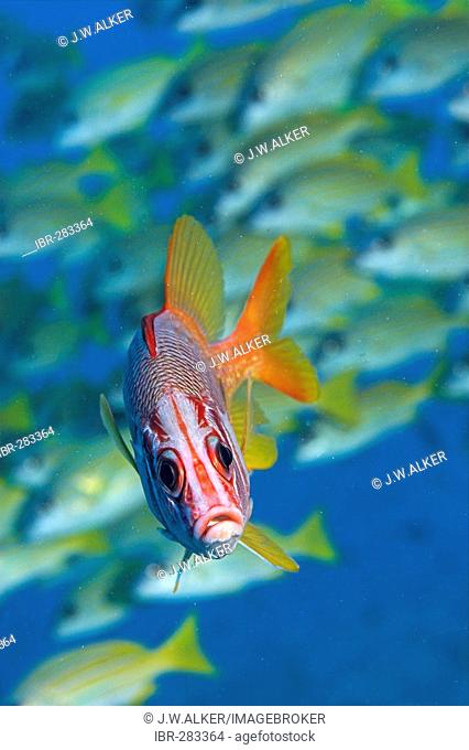 Giant squirrelfish (Sargocentron spiniferum)