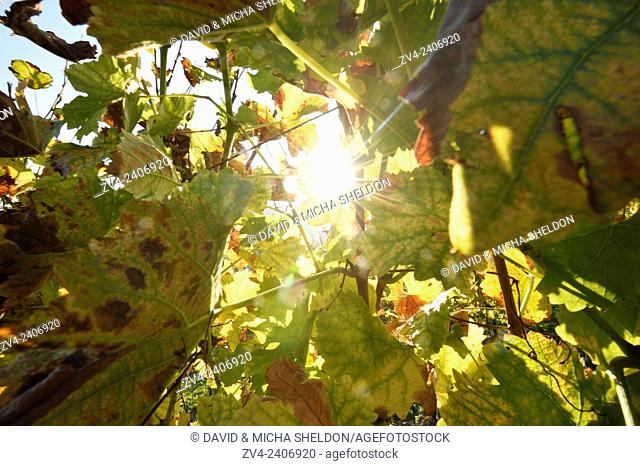 The sun coming thgrough vine leaves on a sunny day in autumn