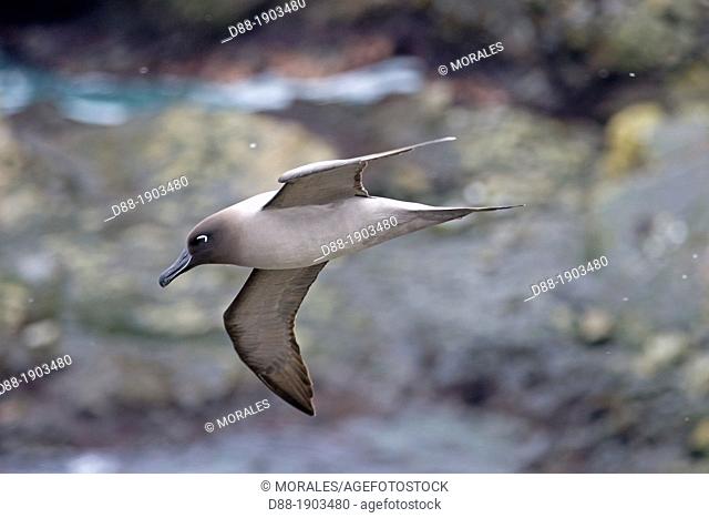 United Kingdom, South Georgia Islands, Elsehul, Light-mantled Albatross or Grey-mantled Albatross or the Light-mantled Sooty Albatross, Phoebetria palpebrata