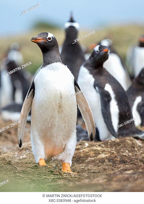 Gentoo penguin (Pygoscelis papua) on the Falkland Islands. South America, January