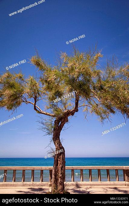 Tree, sea, railing, Cefalu, Sicily, Italy