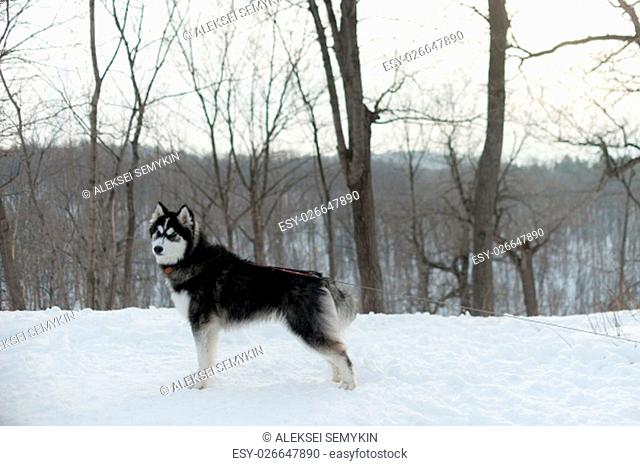 Husky on a leash, in the winter in the snow in the forest