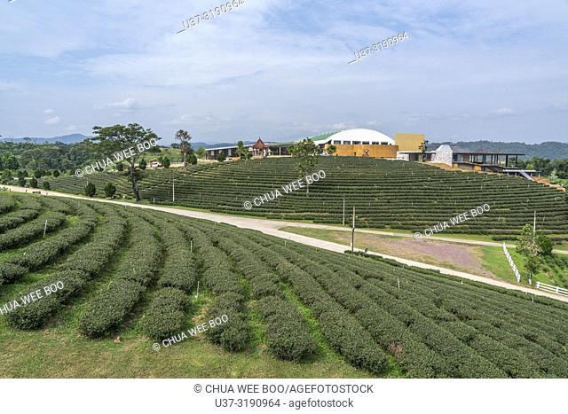 Scenic view of Choui Fong tea plantation, Thailand