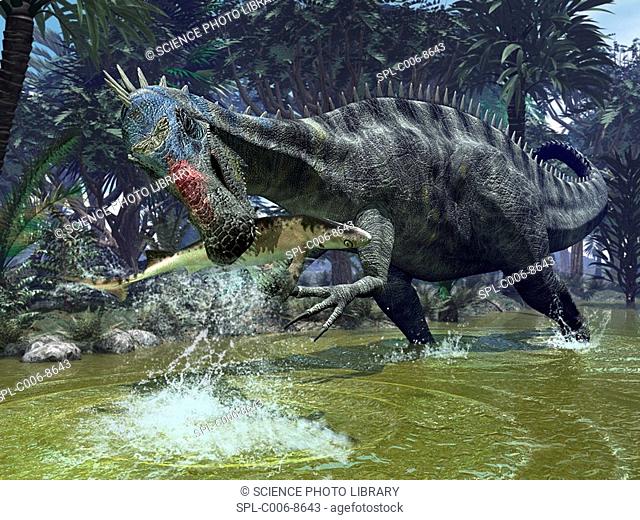 Suchomimus dinosaur. Artwork of a Suchomimus dinosaur catching a shark. This dinosaur lived 112 million years ago in what is now the Sahara region of Africa