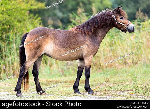 Exmoor Pony. Bay mare standing, seen side-on. Germany