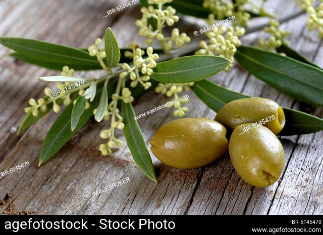 Olives (Olea)
