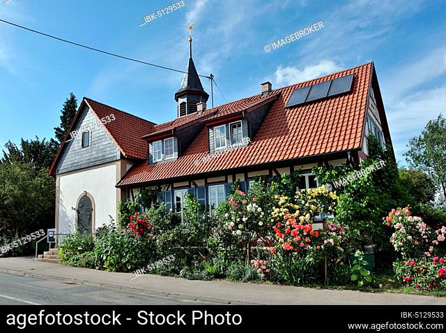 Rose splendour in front of half-timbered house, Zimmerau, Sternberg, Grabfeld, Lower Franconia, Bavaria, Germany, Europe