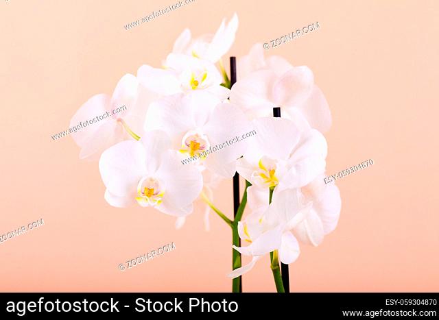 romantic branch of white orchid on orange background, studio shoot