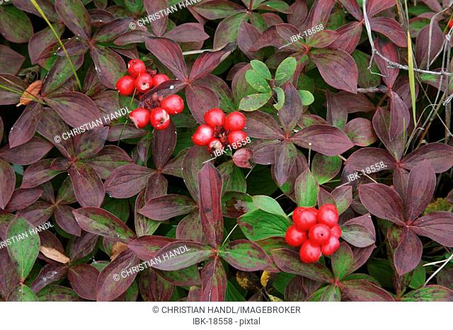Low Bush Cranberry Vaccinum vitis idaea Denali Nationalpark Alaska USA