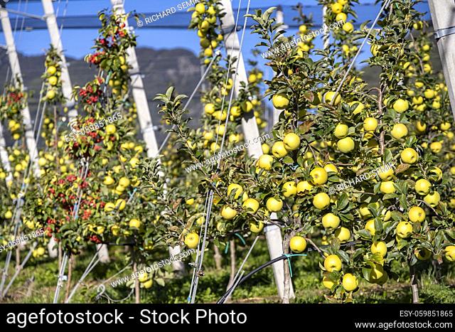 Apple orchard in Aica, South Tyrol, Italy