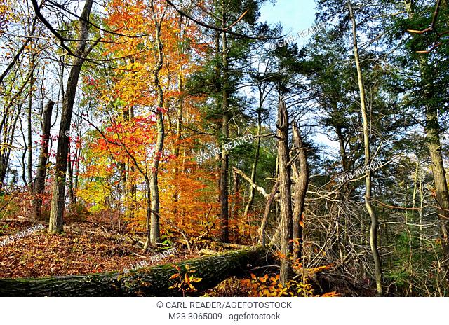 A disorderly autumn scene in the forest, Pennsylvania, USA