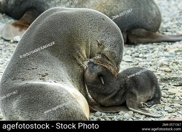 An Antarctic fur seal mother (Arctocephalus gazella) with a newborn pup on a beach near the old whaling station in Grytviken, South Georgia, Sub-Antarctica