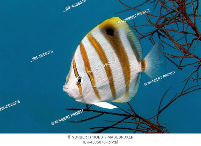 Sixspine butterflyfish (Parachaetodon ocellatus), Palawan, Mimaropa, Sulu Sea, Pacific Ocean, Philippines