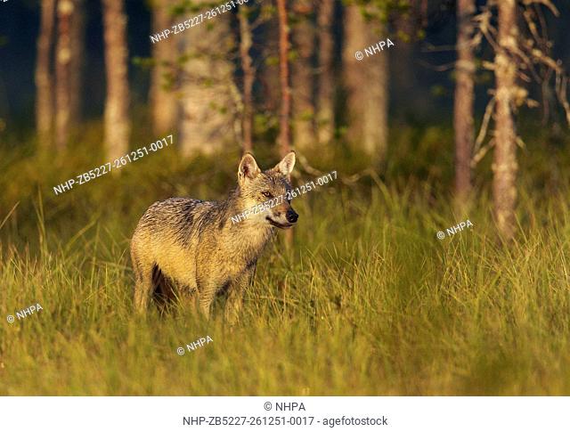 Grey Wolf (Canis lupus) near boreal forest. Kuhmo. Finland. August 2014