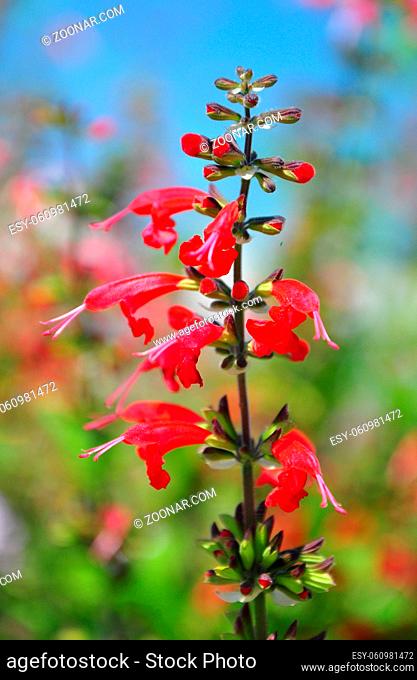 Roter Salbei (Salvia coccinea) - Scarlet sage (Salvia coccinea)