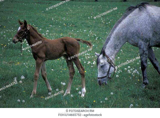 horses, Lexington, KY, Kentucky, A mare grazes with her foal in a pasture on a horse farm in the bluegrass country of Lexington