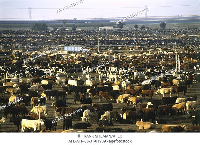 Cattle farm with different colored cattle