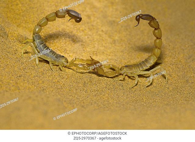 Androctonus sp. mating dance, Desert National Park, Rajasthan, India