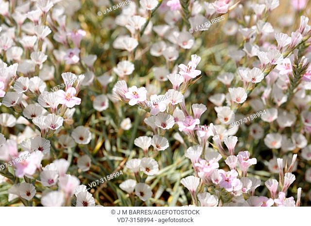 Prickly thrift (Acantholimon ulicinum) is a cushion-like shrub native to eastern Europe and Turkey. This photo was taken in Cappadocia, Turkey