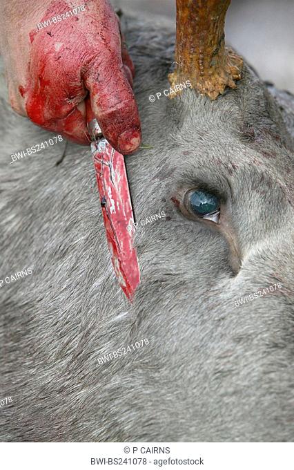 elk, European moose Alces alces alces, bloody hand holding a knife against the head of an animal being disemboweled during the annual elk hunt in September