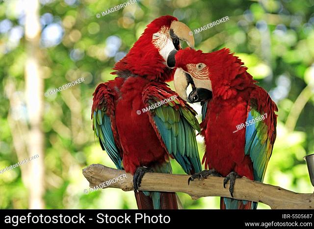 Red-and-green macaws (Ara chloroptera), pair