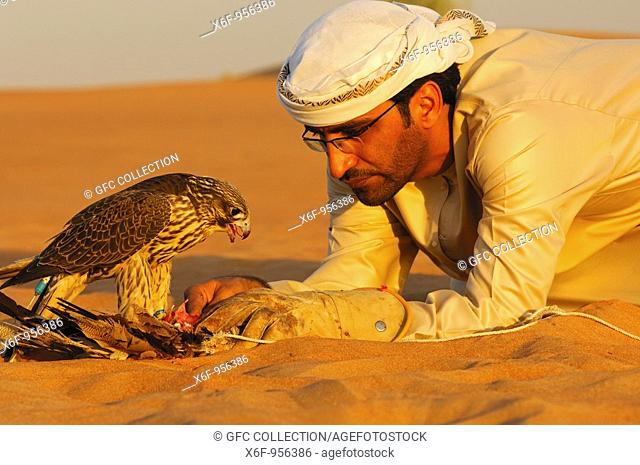 Arab falconer feeds his Gyr Falcon Falco rusticolus in the evening sun in the desert sand, Dubai, United Arab Emirates, UAE