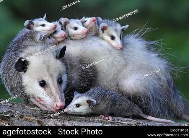 North American Opossum with youngs, Minnesota, USA (Didelphis marsupialis virginiana), Northern Opossum
