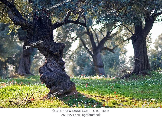 Olive grove in springtime
