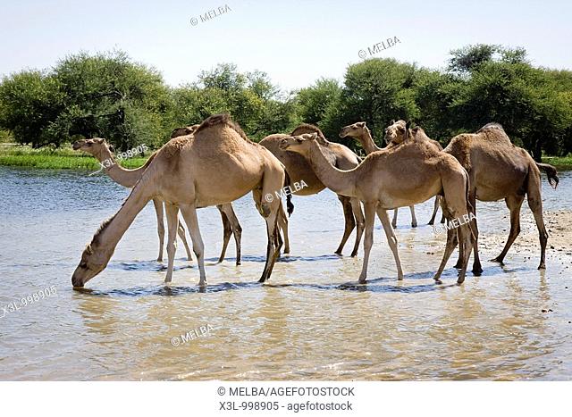 Dromedaries drinking water on river Kamadougu  Niger