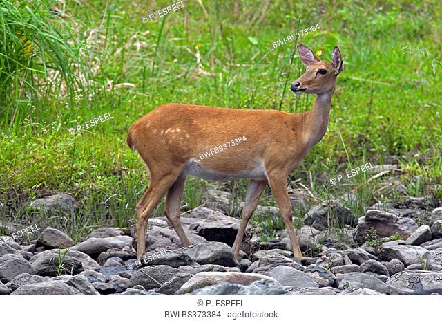 Thamin, Brow-antlered deer, Eld's deer (Panolia eldii, Rucervus eldii, Cervus eldii), hind standing in a parched brook, Thailand