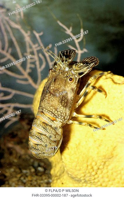 Slipper Lobster Scyllarus arctus Climbing on a sponge Cliona celata