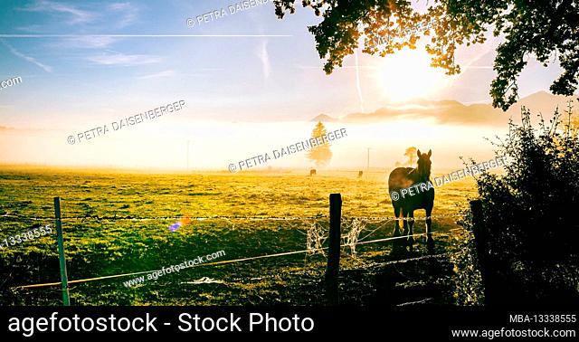 A horse on a meadow - atmospheric sunrise with fog in the blue land near Murnau with a view of the Estergebirge