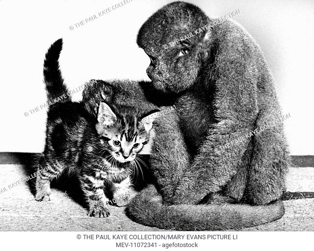 Unusual Friends - Woolly Monkey and Tabby Kitten