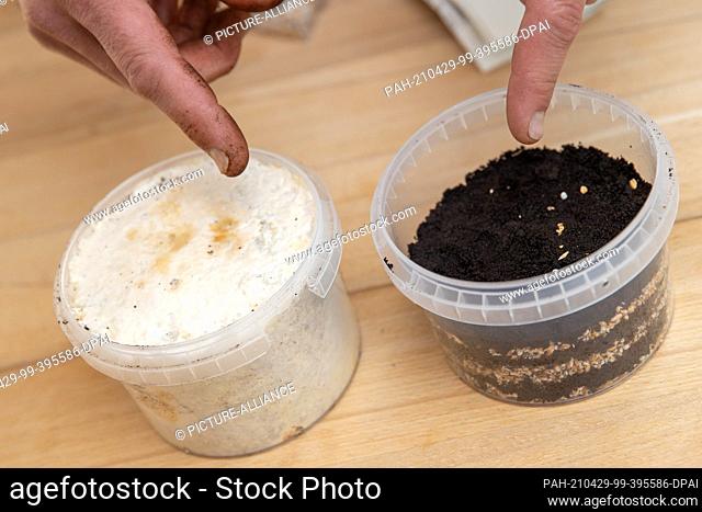 19 April 2021, Bavaria, Nuremberg: Ralph Haydl points to the pot of a mushroom cultivation set with mushroom spawn for oyster mushrooms and coffee grounds (r)...