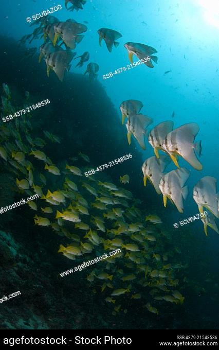 A shoal of Tall Fin Batfish, Platax teira, swimming along side a shoal of Blue Striped Snapper, Lutjanus kasmira, South Ari Atoll, Maldives, Indian Ocean