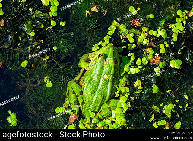 A green edible frog, Pelophylax kl. esculentus on a water lily leaf. Common European frog, Common water frog or green frog. High quality photo