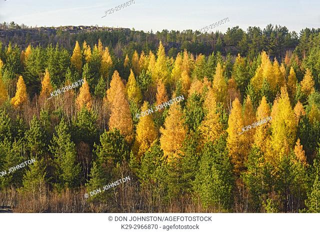 A mix of autumn larches and pine trees, Greater Sudbury, Ontario, Canada