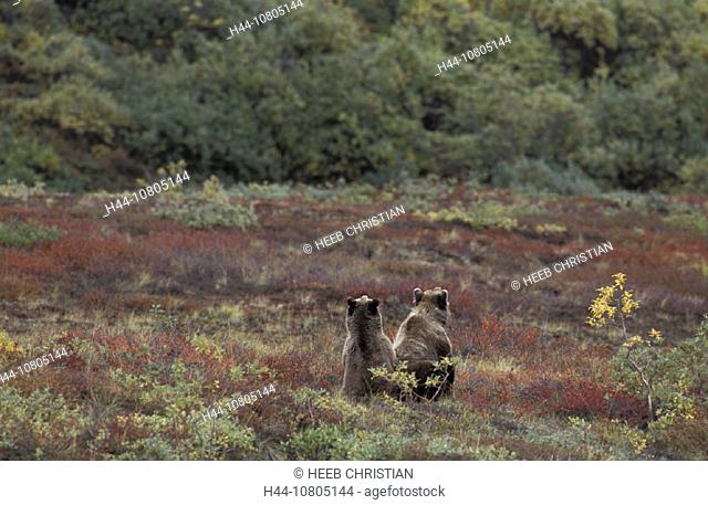 Alaska, Denali national park, Preserve, Grizzly Bear, Ursus Arctos, USA, America, United States