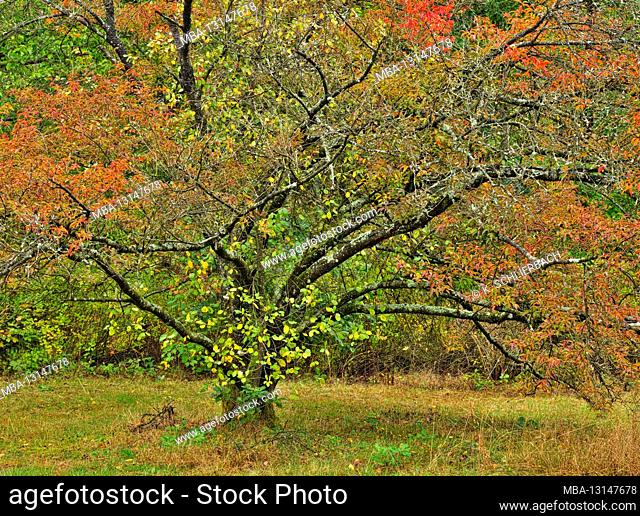 Europe, Germany, Hesse, Marburg, botanical garden of the Philipps University on the Lahn Mountains, arboretum, Japanese cherry (Higan cherry) in autumn leaves