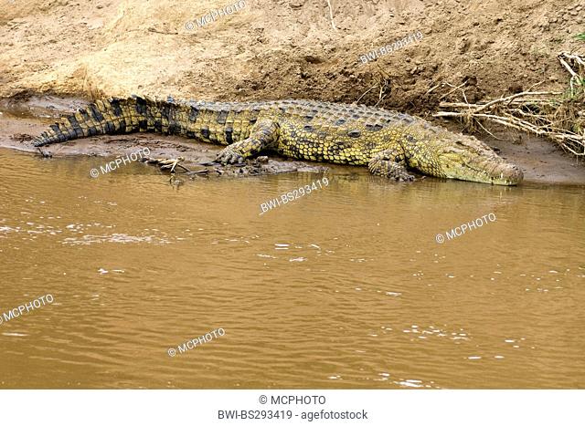 Nile crocodile (Crocodylus niloticus), lying on a bank of Mara River, Kenya